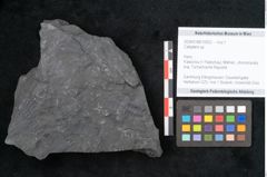 Foto (Objekt + Etikett) von Callipteris sp.  (NHMW-GEO-2024-0188-10922)